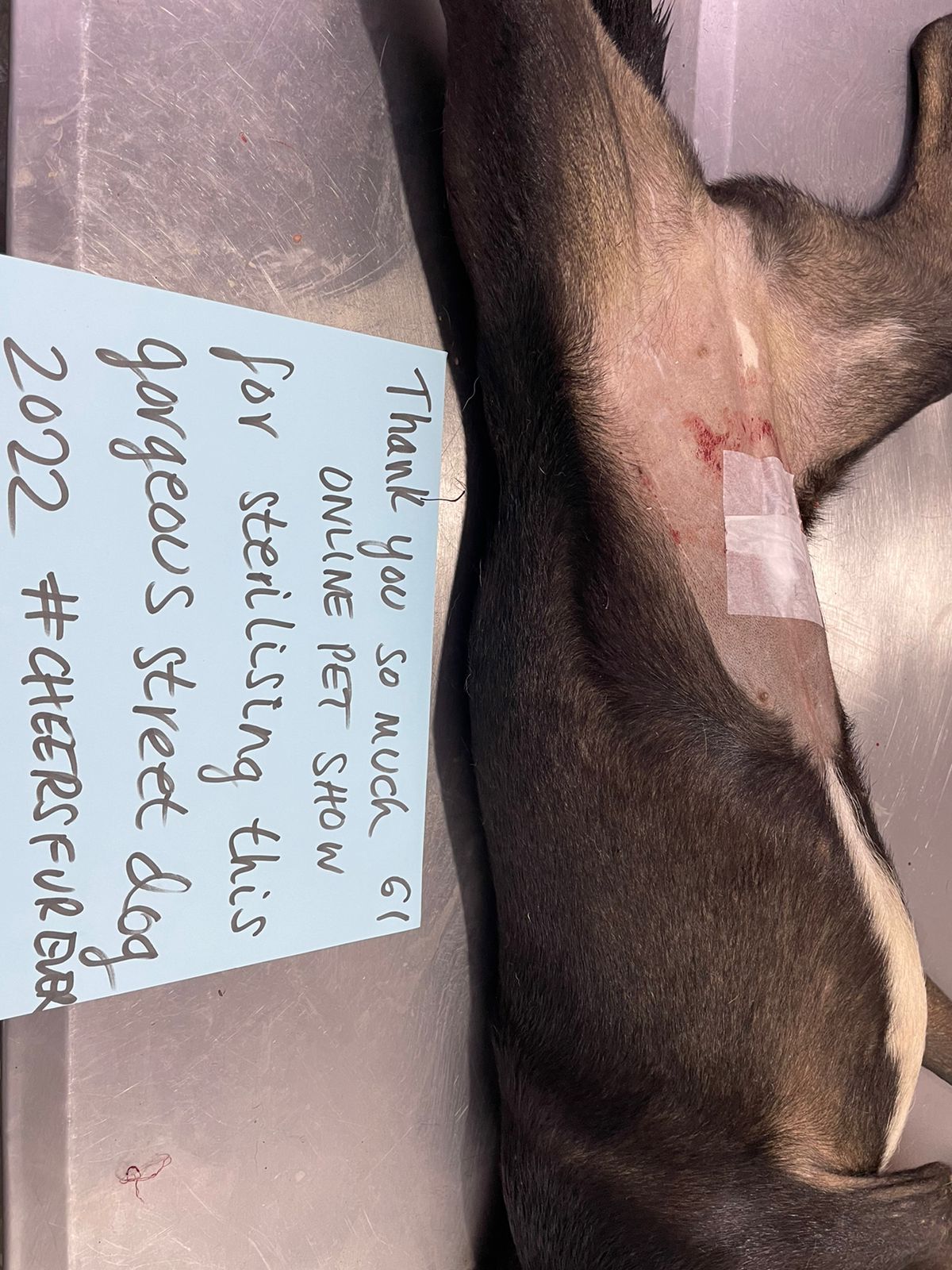 Food Fairies UK sterilization partnering