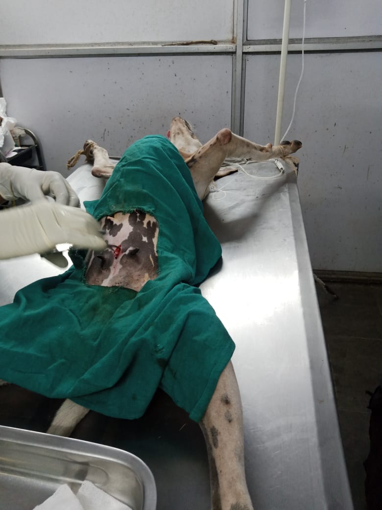 Free Sterilization For Strays