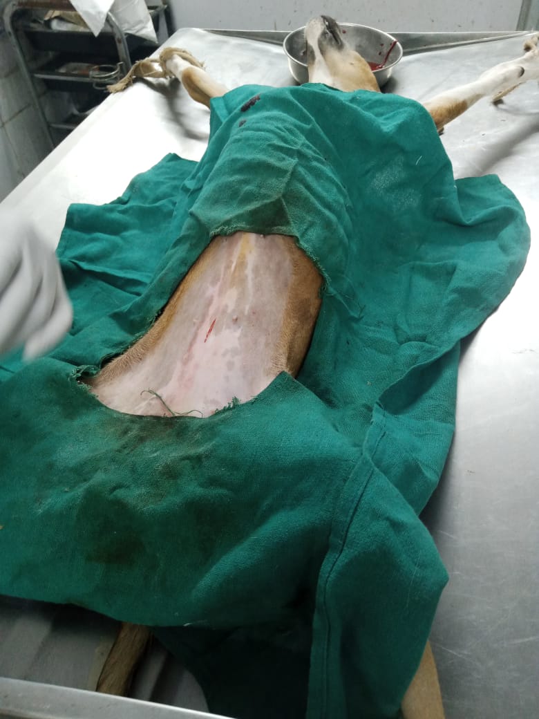 Free Sterilization For Strays