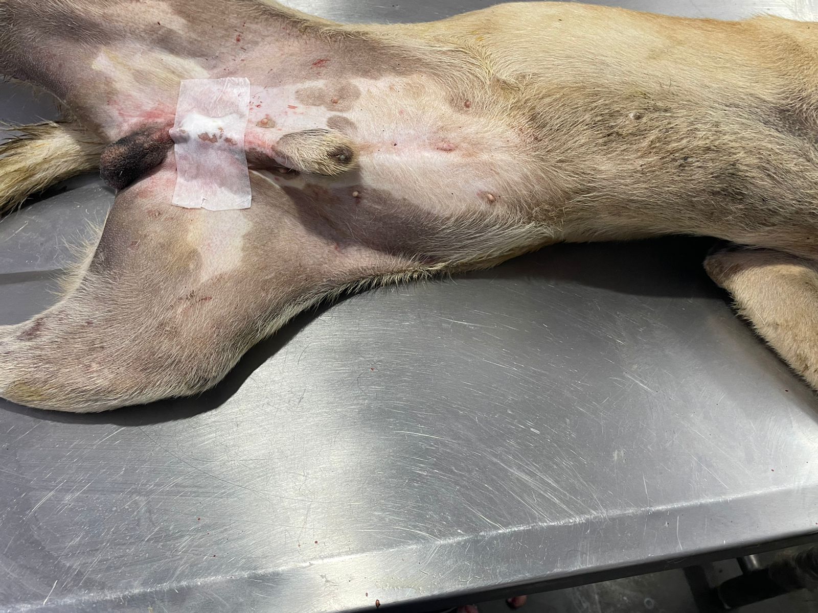 Free Sterilization For Strays