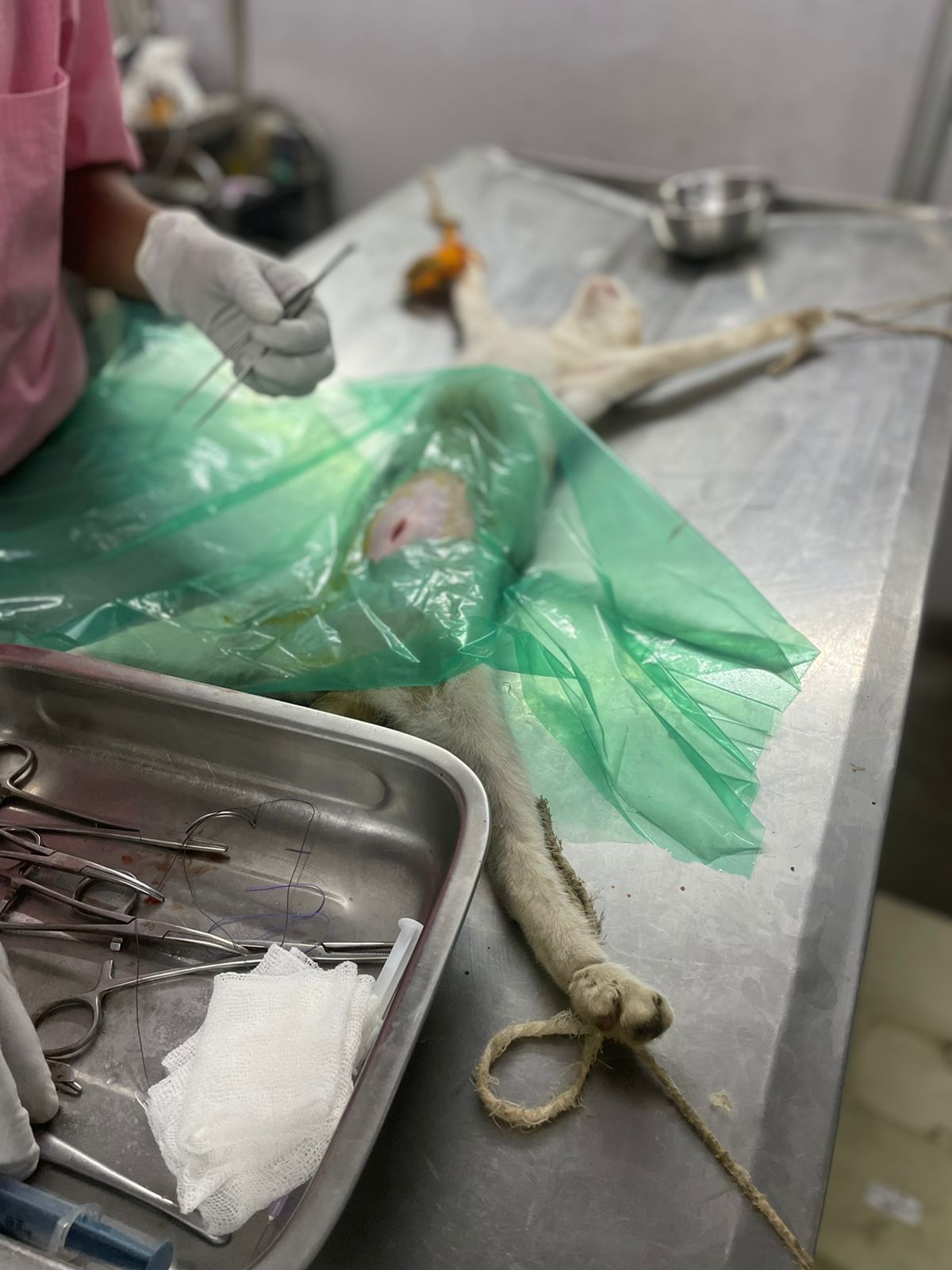 Free Sterilization For Strays