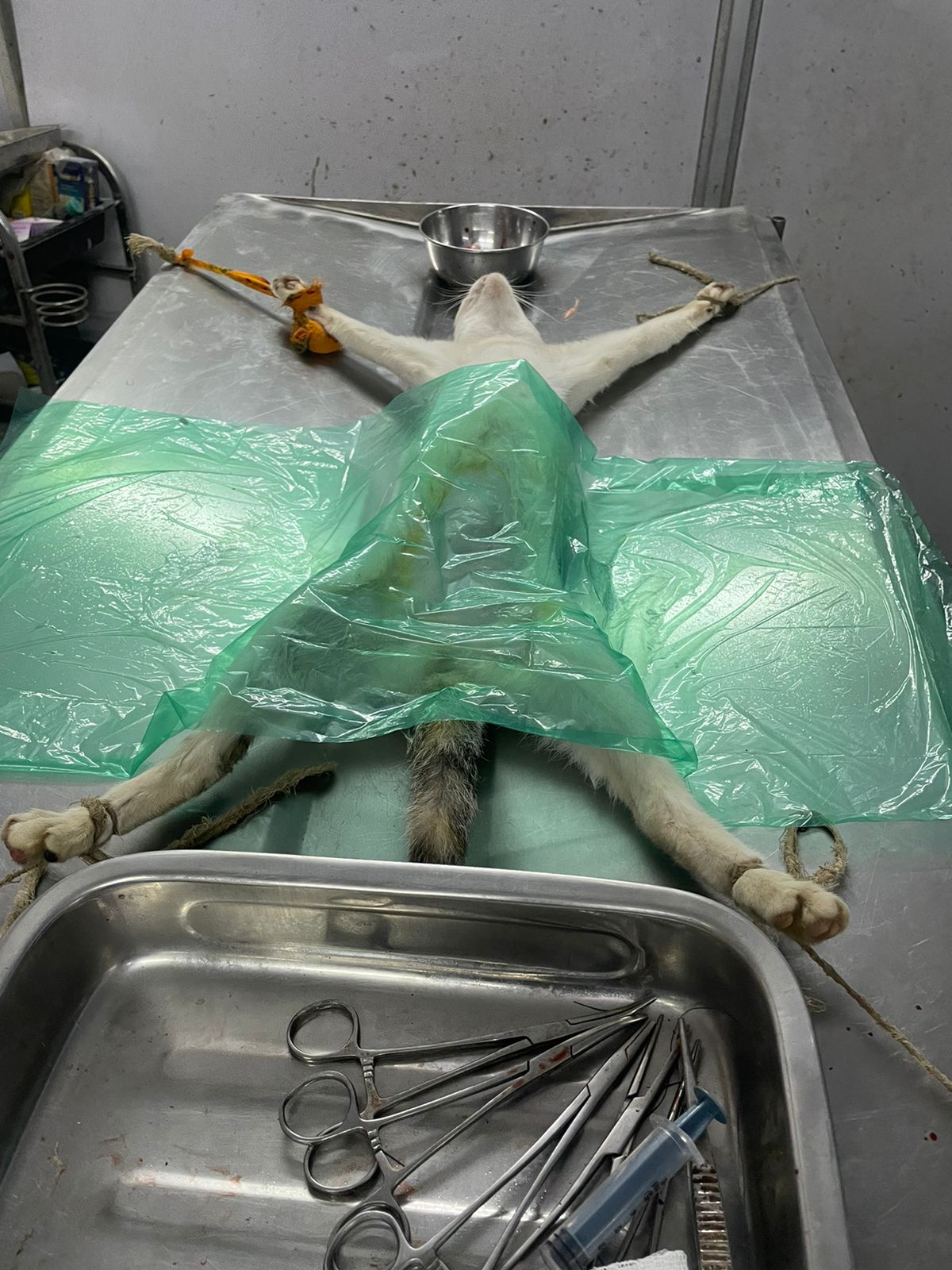Free Sterilization For Strays