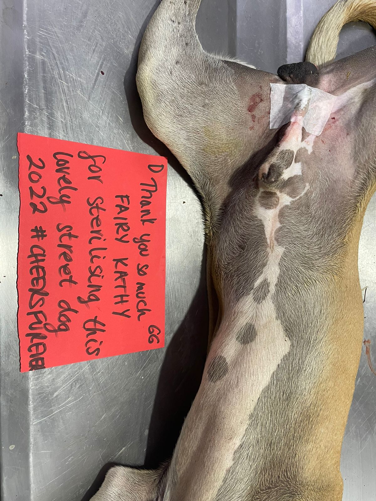 Food Fairies UK sterilization partnering