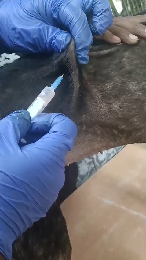 Free 9 in 1 Vaccination