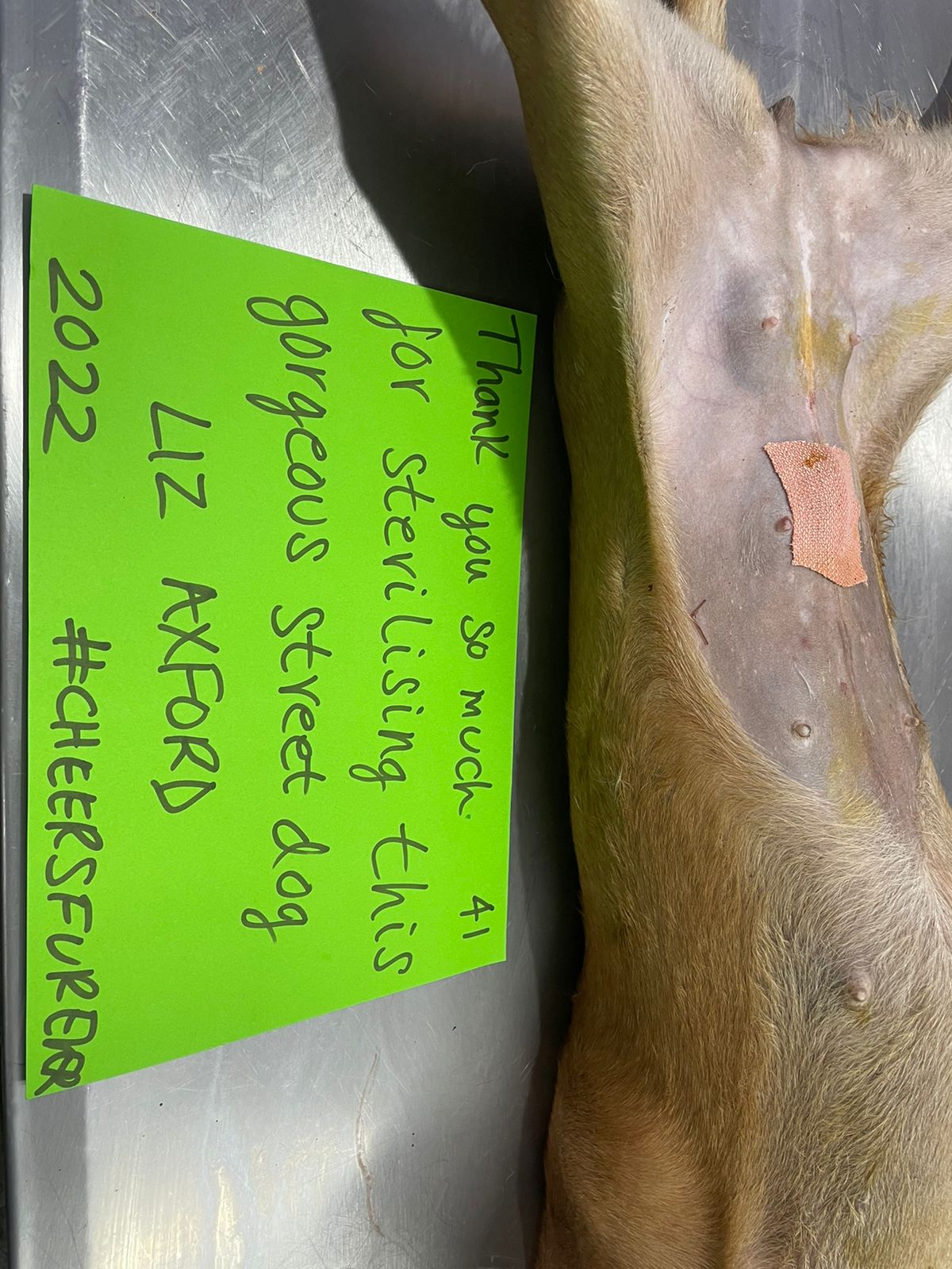 Food Fairies UK sterilization partnering