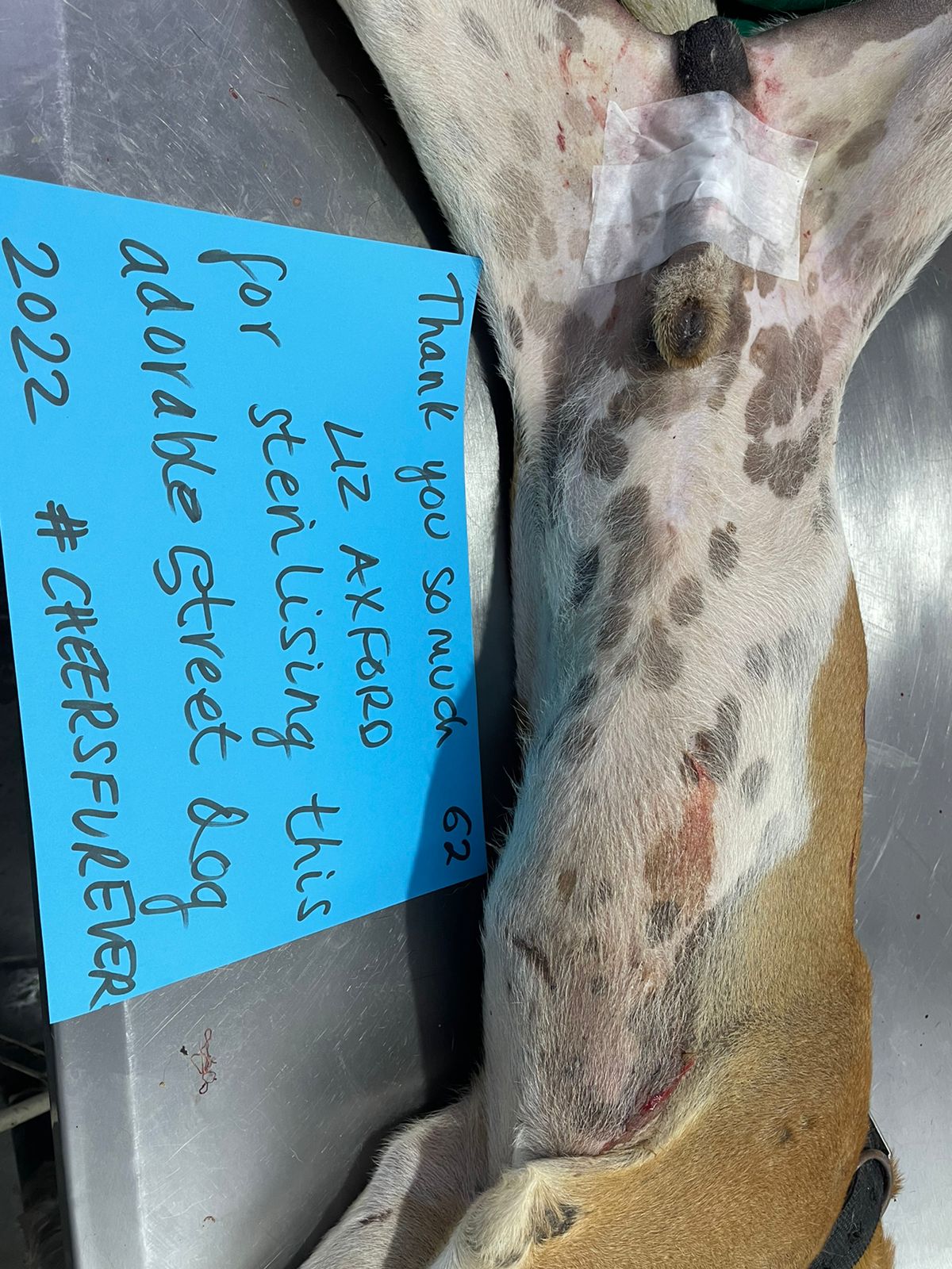 Food Fairies UK sterilization partnering