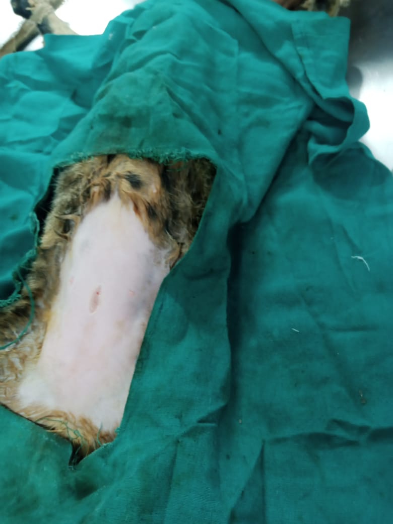 Free Sterilization For Strays