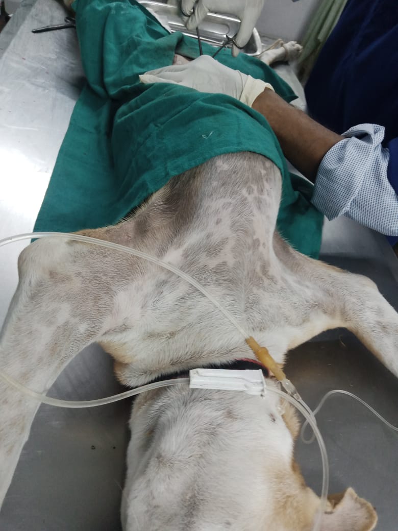 Free Sterilization For Strays