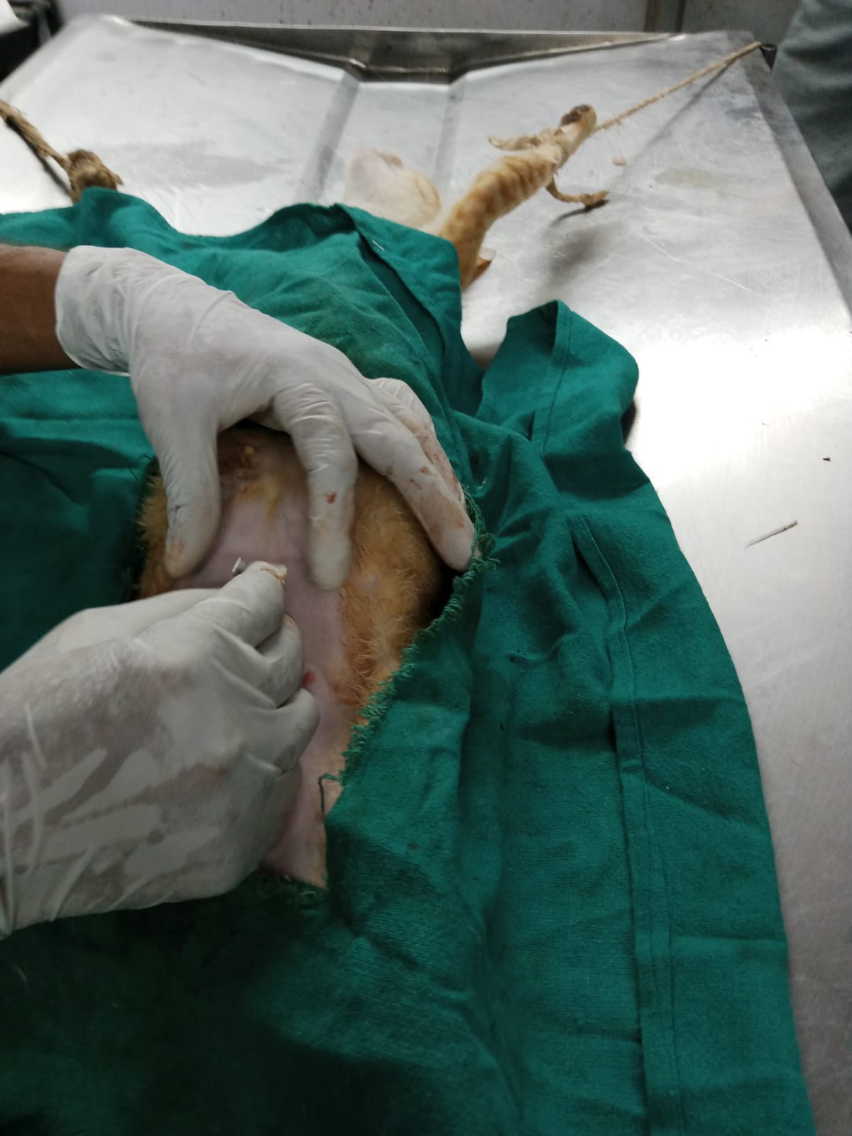 Free Sterilization For Strays