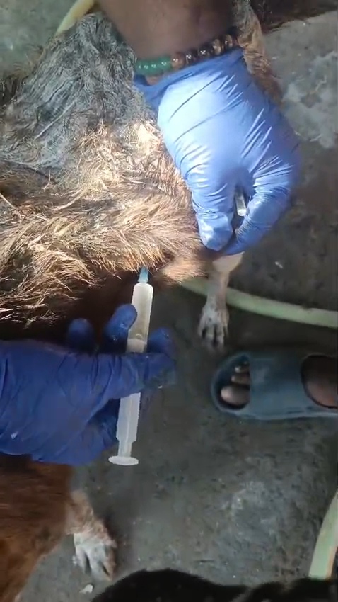 Free 9 in 1 Vaccination